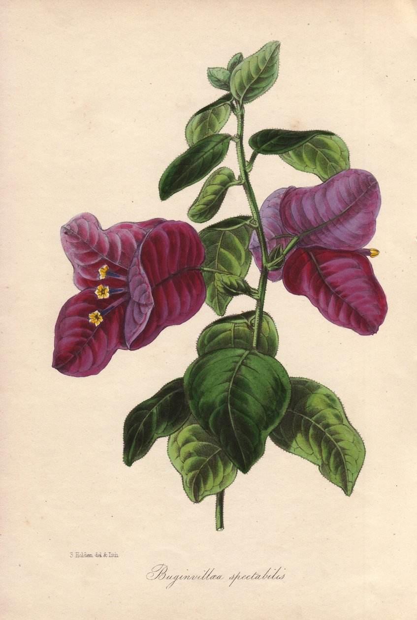 Bougainvillier spectabilis. Lithographie coloriée à la main dessinée par Samuel Holden pour Sir Joseph Paxton dans "Magazine of Botany," Londres, W.S. Orr - Unbekannter Künstler