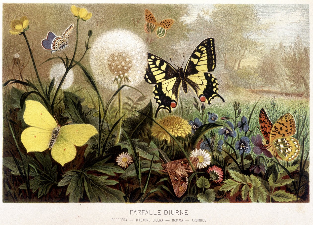 Papillons dans la neige dans "La Vita degli animali" par A.E. Brehm, Turin - Unbekannt