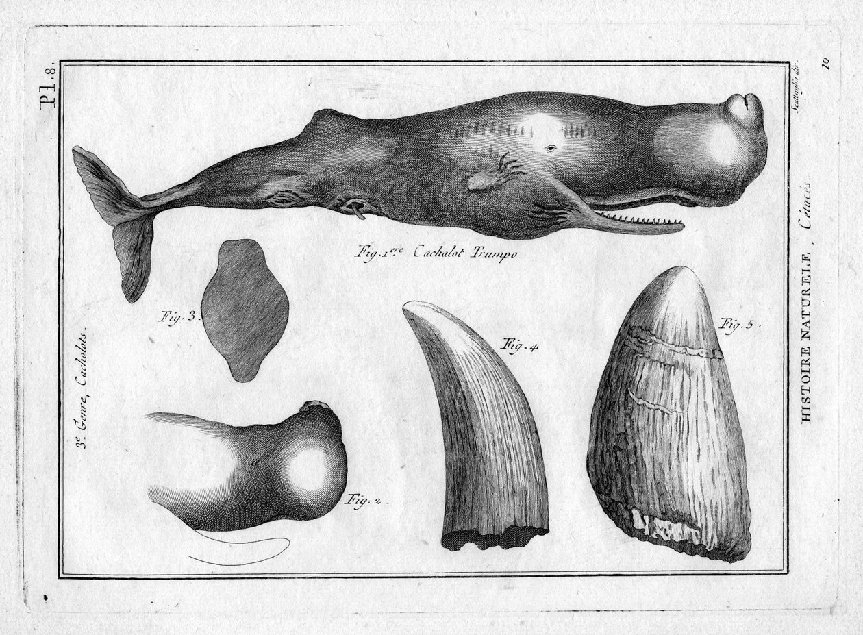 Cachalot trumpo dans « Peinture Encyclopédique et Méthodique des trois Règnes de la Nature » par Pierre Joseph Bonnaterre (1762-1804). Paris 1784. - Unbekannter Künstler