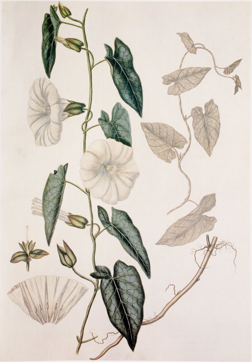 Calystegia sepium/Convolvulus sepium/Liseron des haies - Unbekannt
