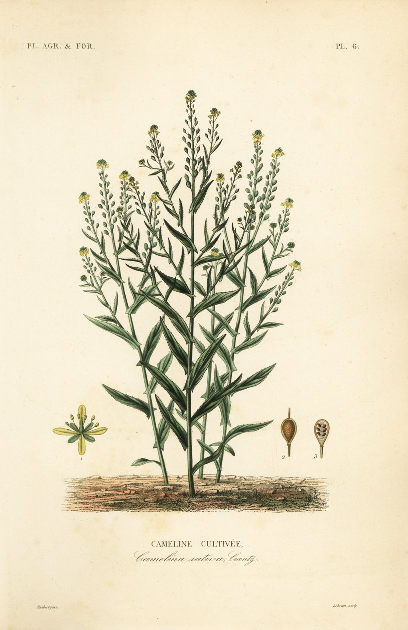 Caméline ou faux lin, Camelina sativa, Cameline cultivée - Unbekannt