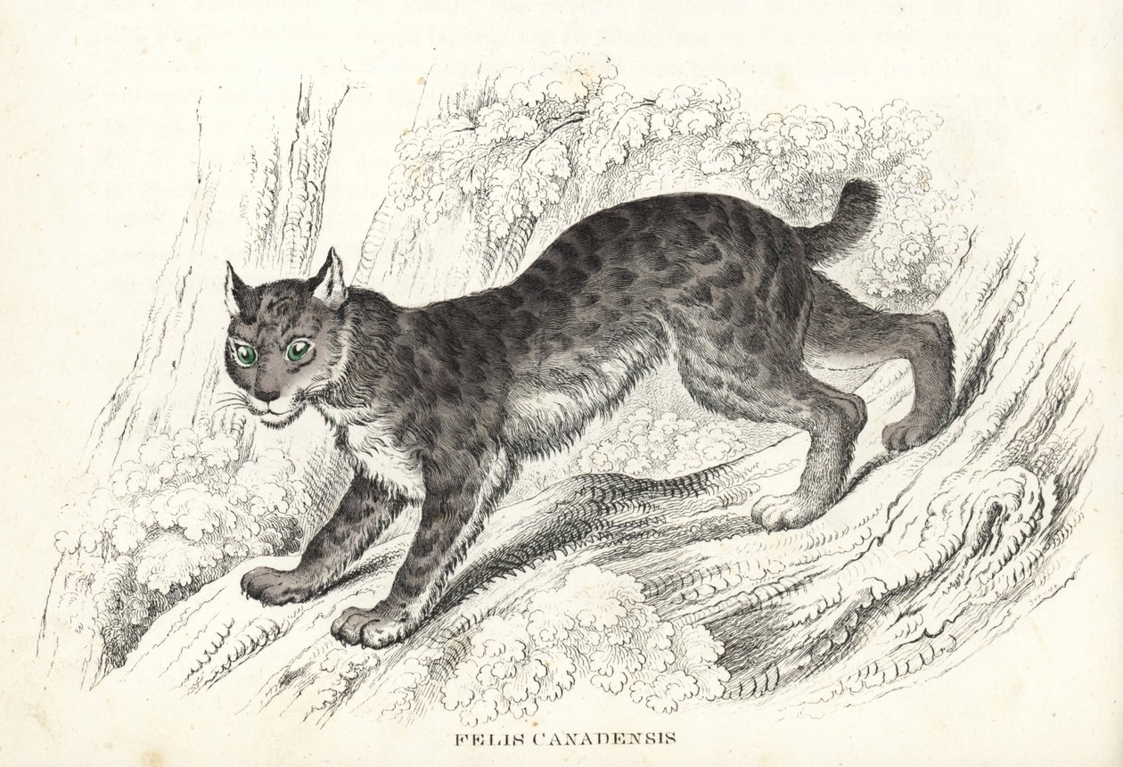 Lynx du Canada, Lynx canadensis (Felis canadensis). Lithographie en couleur de la Galerie d