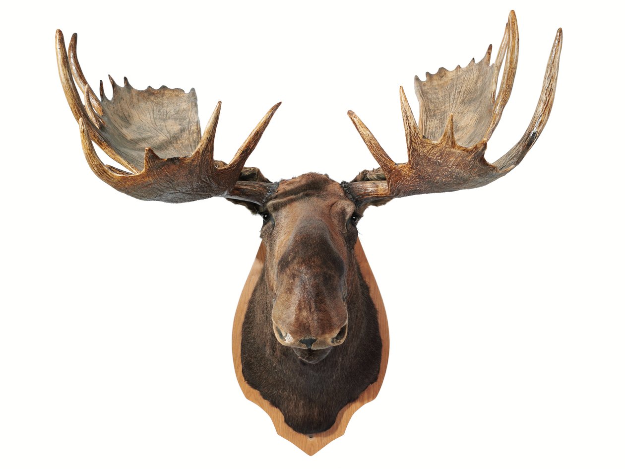 Trophée de chasse de tête d
