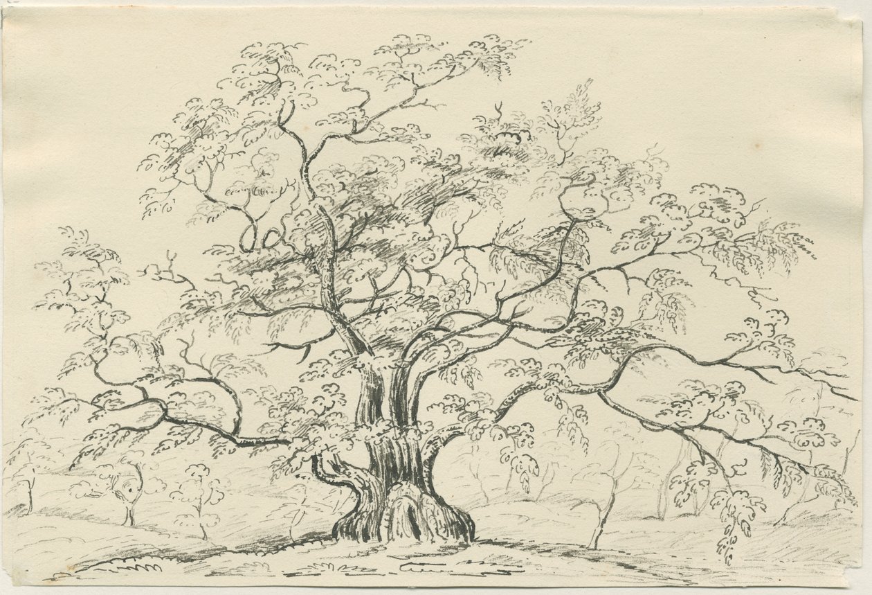 Cannock Chase : dessin à la plume et au crayon, nd [?XIXe siècle] - Unbekannt
