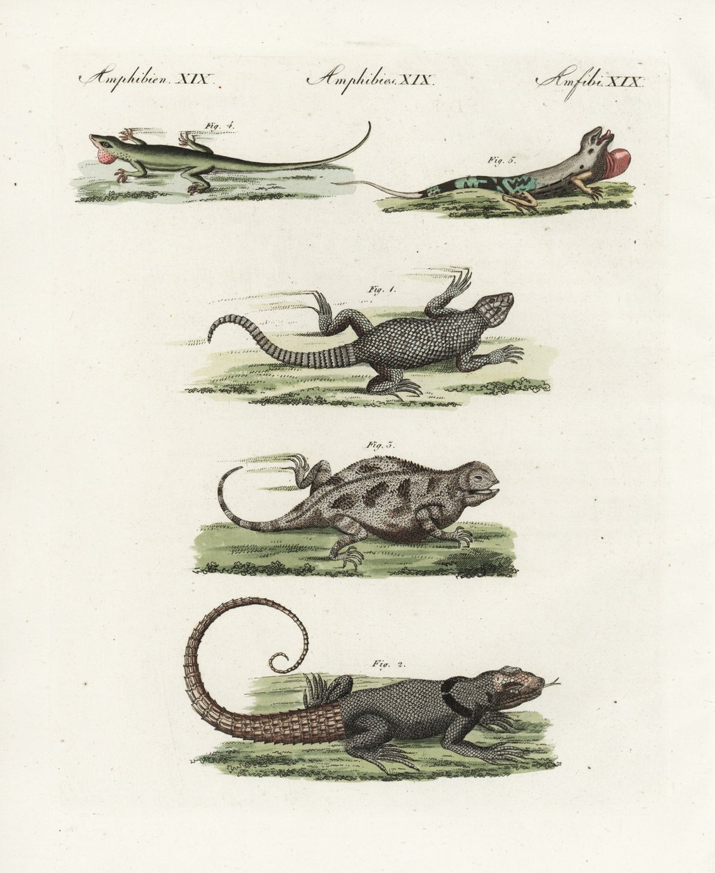 Lézard à ceinture du Cap (saurien africain), Cordylus cordylus 1, lézard de Madagascar de Cuvier, Oplurus cuvieri 2, lézard cornu des montagnes, Phrynosoma orbiculare 3, anole jamaïcain, Anolis garmani 4, et ano vert - Unbekannter Künstler