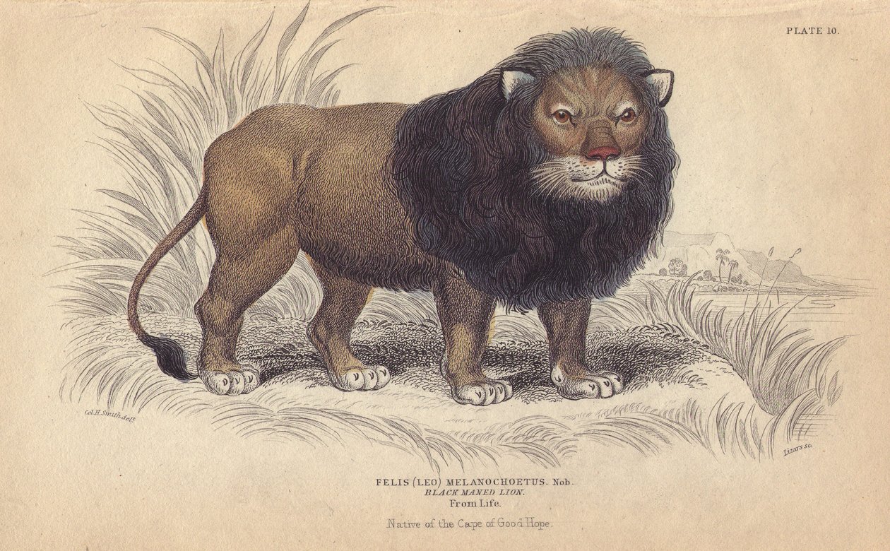 Lion du Cap. Lithographie de William Lizars, d