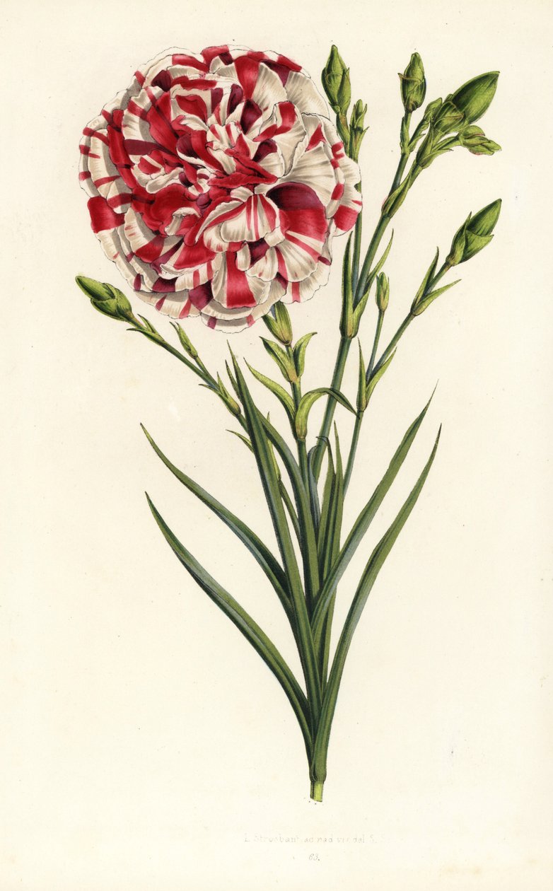 Œillet hybride, Louis Napoléon, Dianthus caryophyllus. Lithographie en couleur de Louis van Houtte et Charles Lemaire, Flore des Serres et des Jardins de l