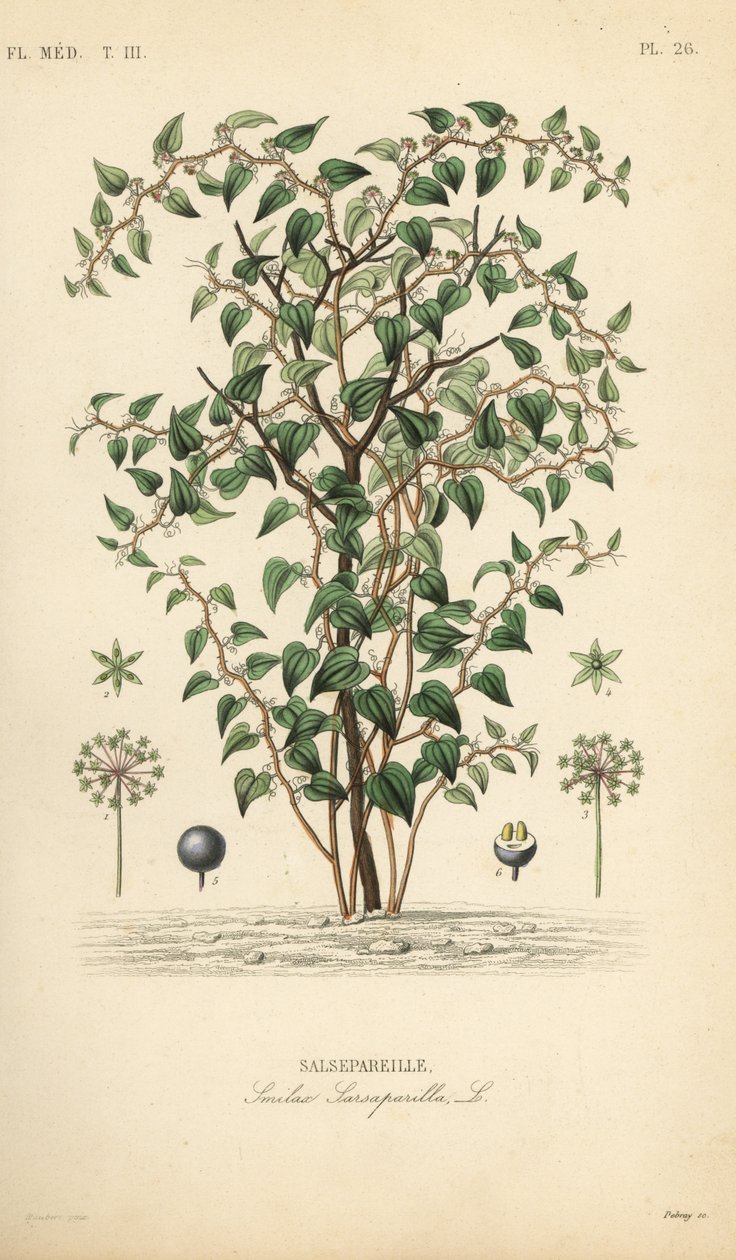 Salsepareille, Smilax glauca, gravure sur acier colorée à la main par Debray d