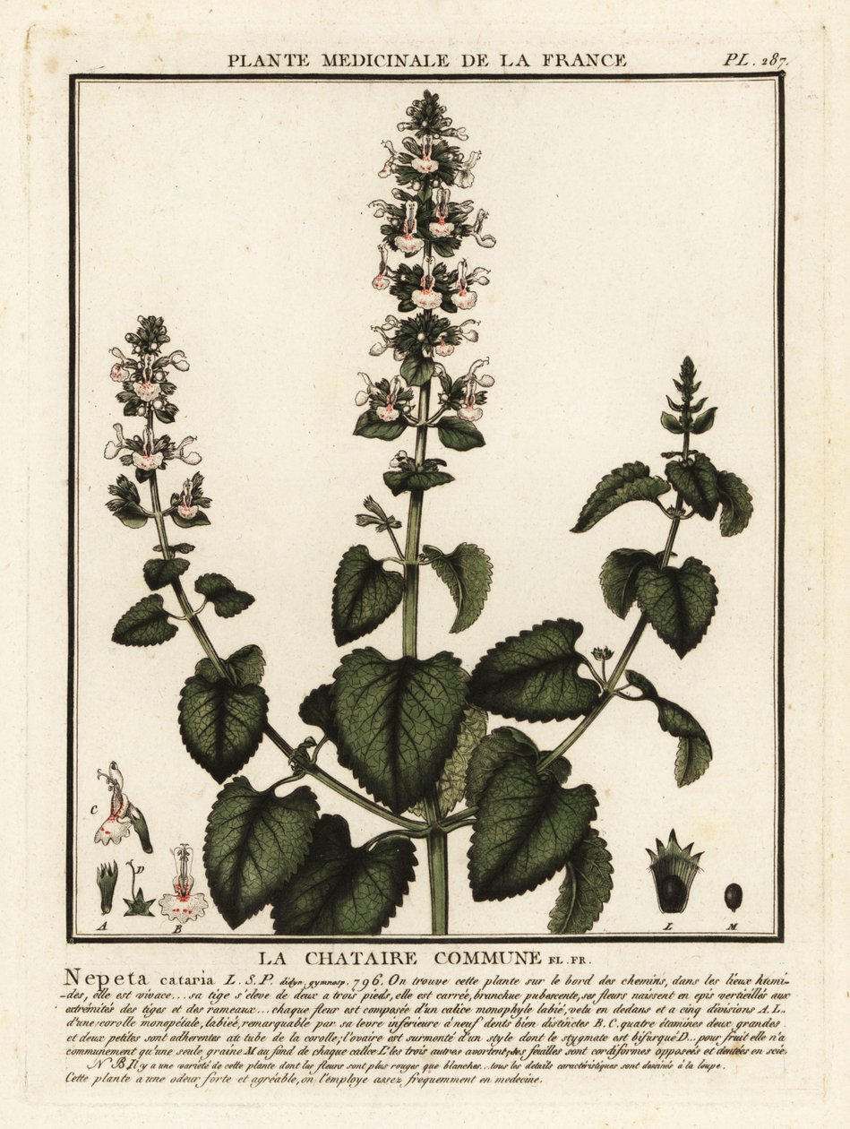 Cataire, Nepeta cataria - Unbekannter Künstler