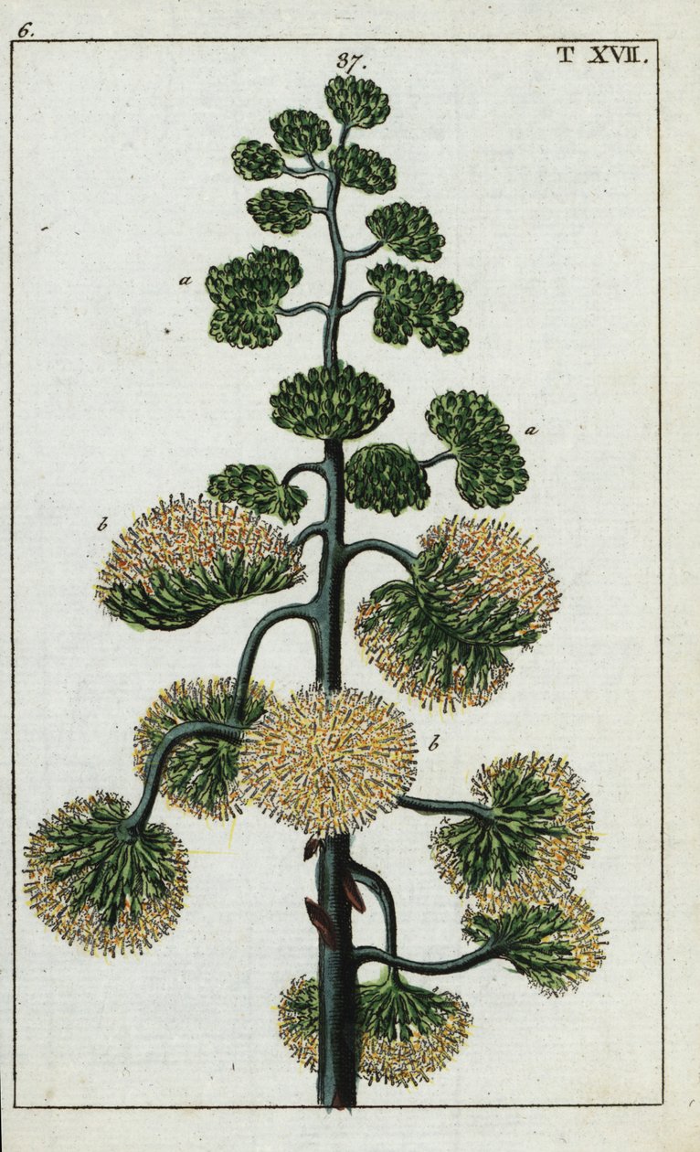 Agave américain, Agave americana - Unbekannter Künstler