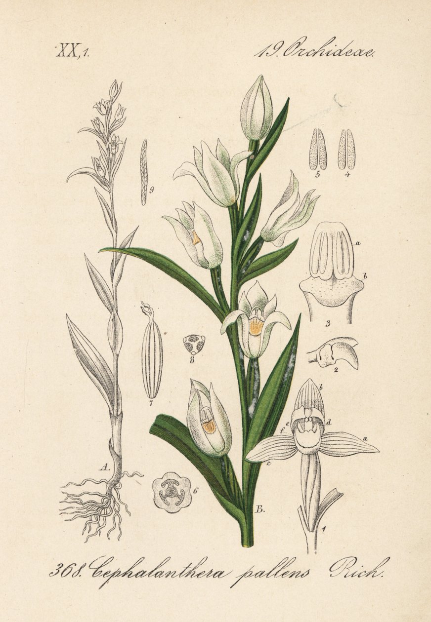 Cephalanthere à longues feuilles - Helléborine à feuilles d