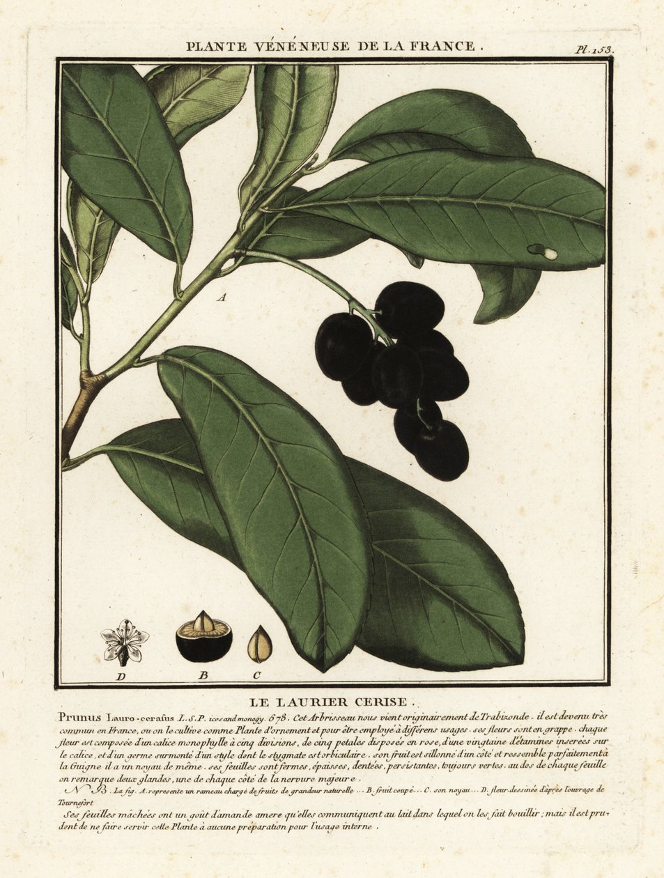Laurier-cerise, Prunus laurocerasus - Unbekannter Künstler