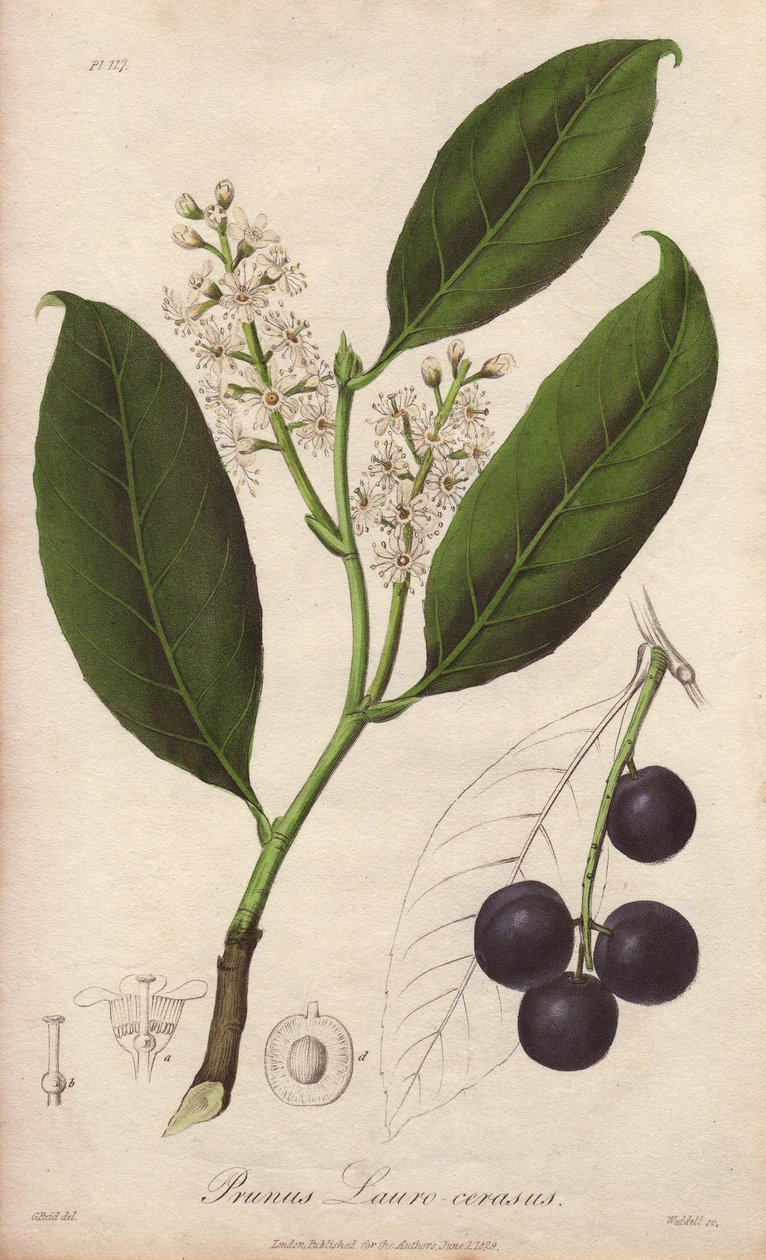 Laurier-cerise ou laurier-amande ou laurier de Trébizonde (Prunus Lauro-cerasus) - Illustration de “Botanique médicale, description des plantes médicinales de Londres, Édimbourg et Dublin” par John Stephenson et James Morss Churchill - Unbekannter Künstler
