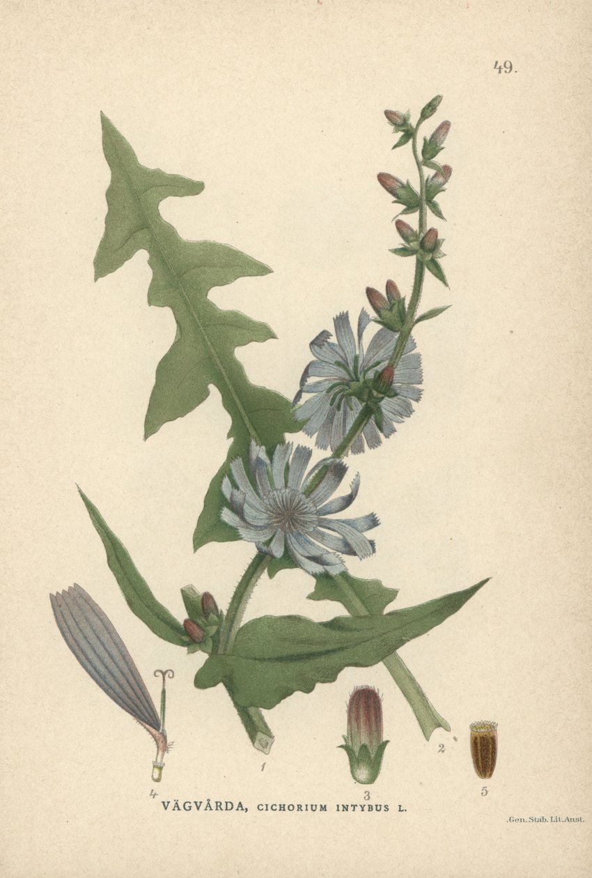 Chicorée, Cichorium intybus - Unbekannter Künstler