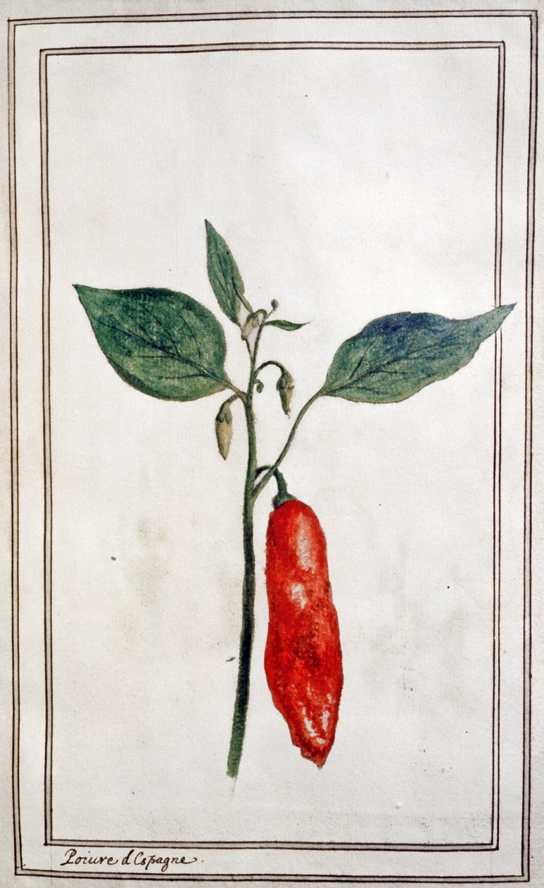 Piment, poivron espagnol, vers 1780-1800 - Unbekannter Künstler