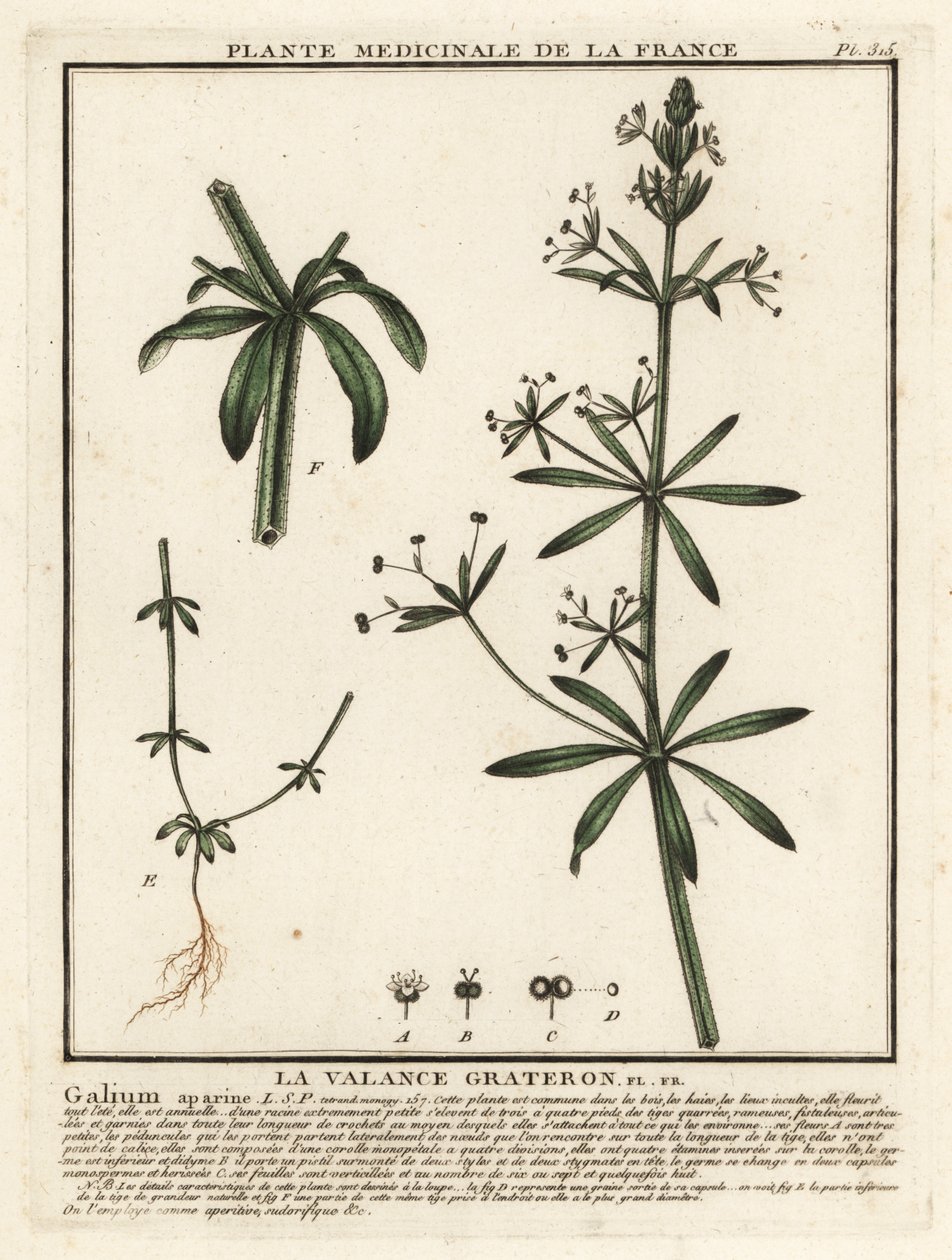 Gaillet gratteron, Galium aparine - Unbekannter Künstler