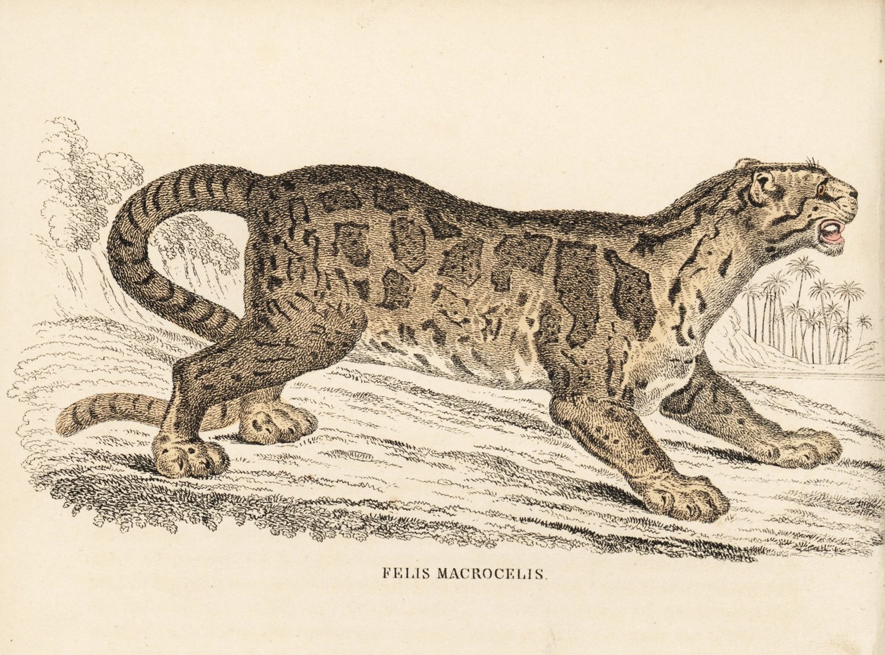 Panthère nébuleuse, Neofelis nebulosa. Gravure à l