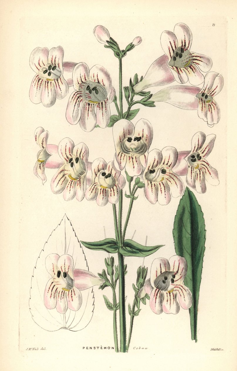 Penstemon à fleurs de Cobaea, Penstemon cobaea. Gravure sur cuivre coloriée à la main par Weddell d