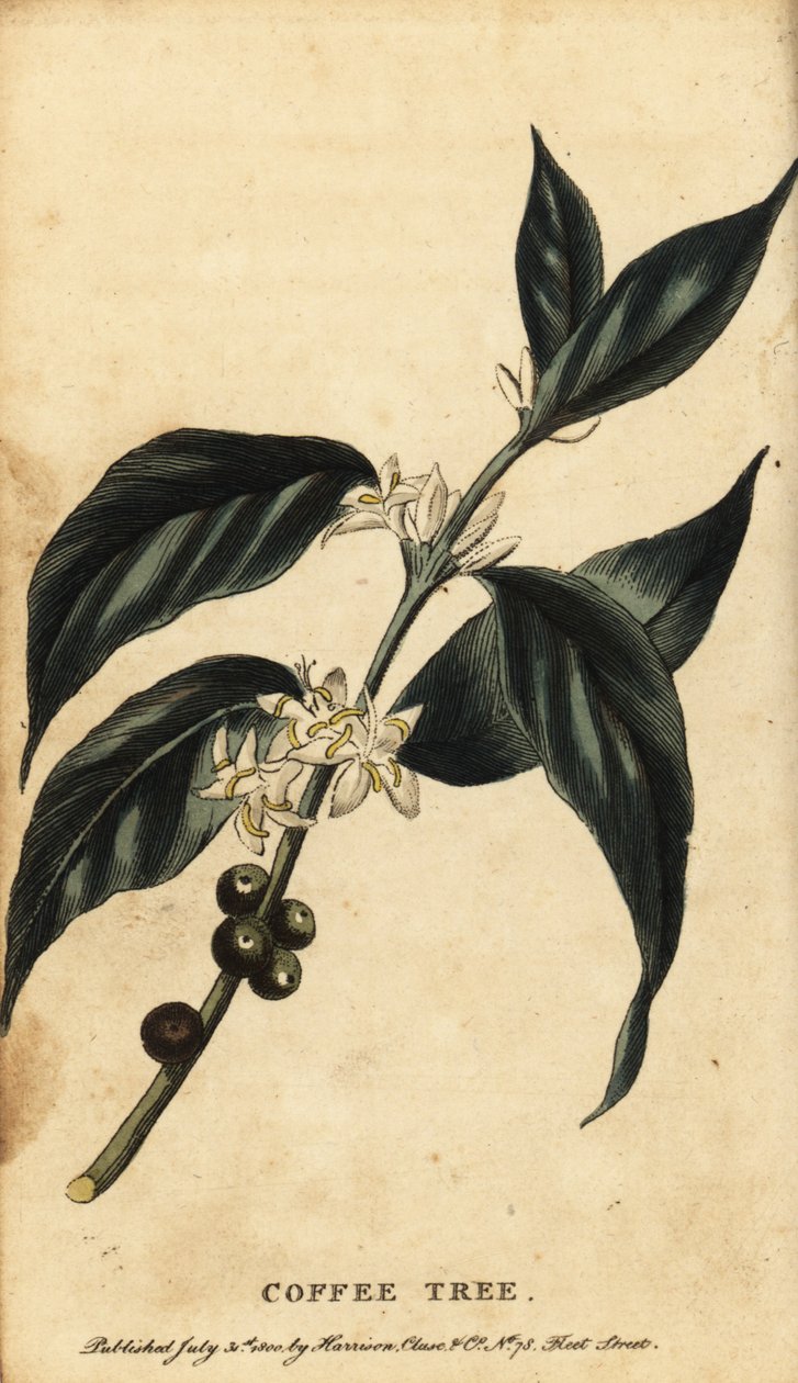 Caféier, Coffea arabica, 1800 - Unbekannter Künstler