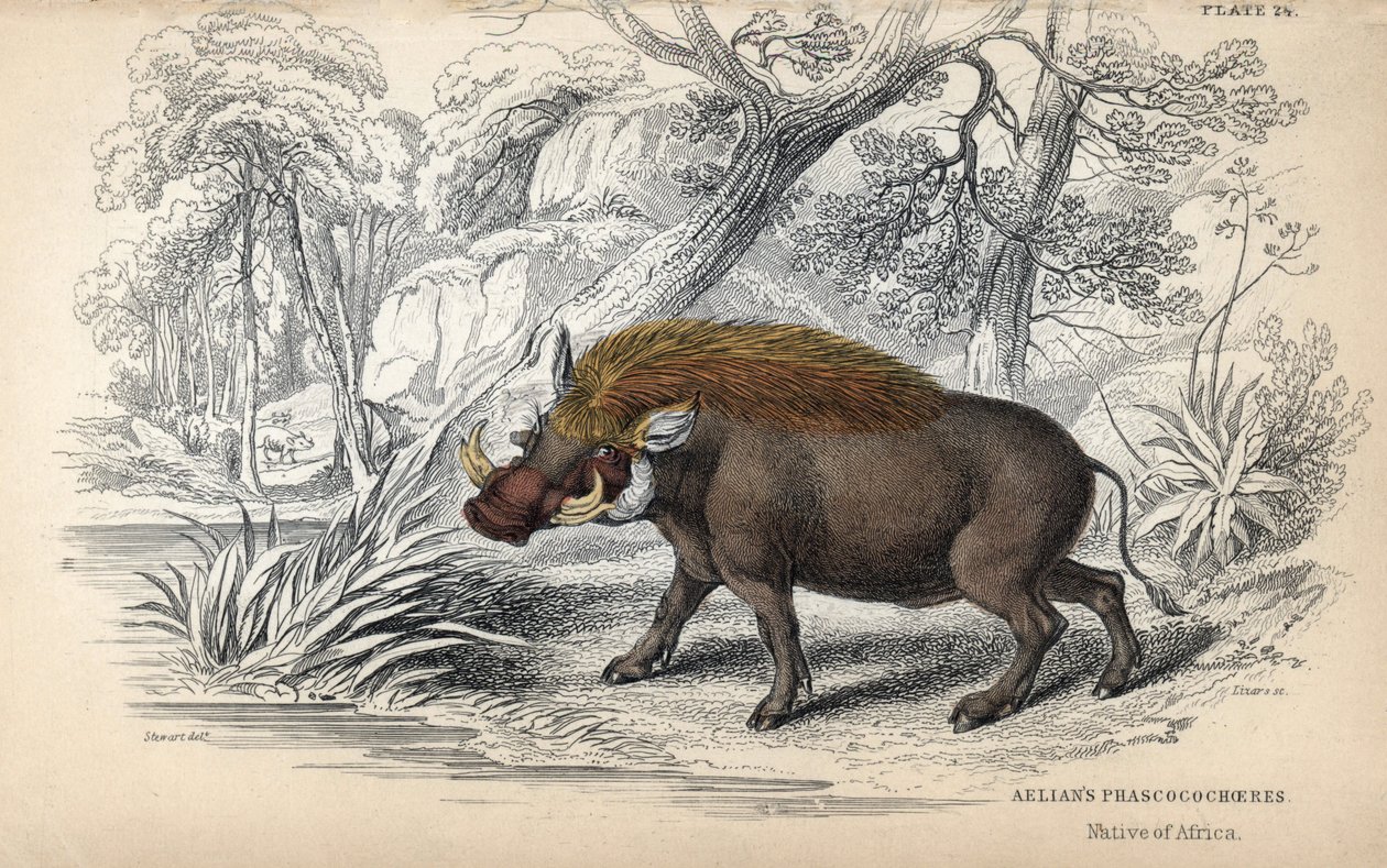 Phacochère africain commun (Phaochoerus africanus). Gravure sur cuivre par William Lizars, d