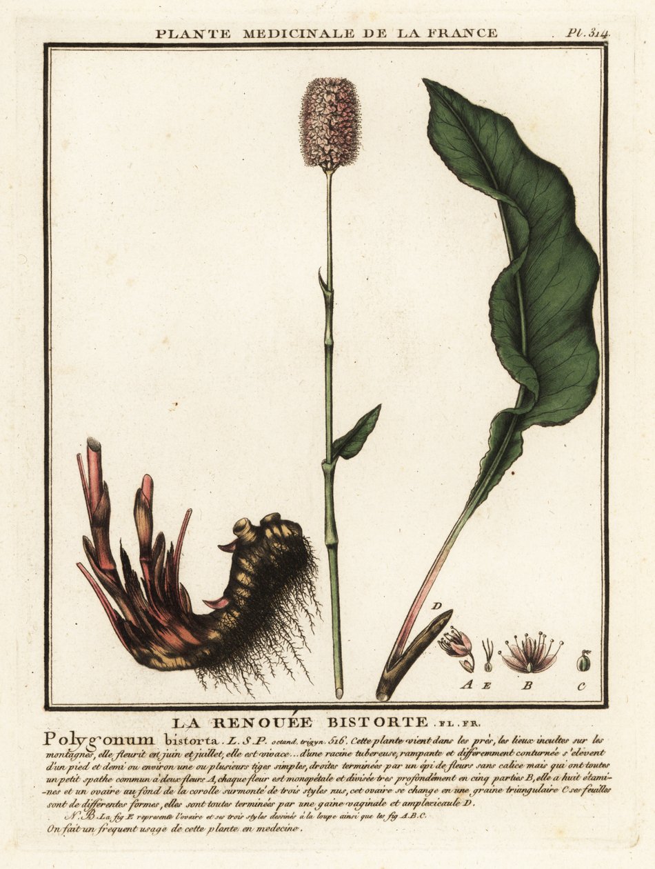Bistorte commune, Persicaria bistorta - Unbekannter Künstler
