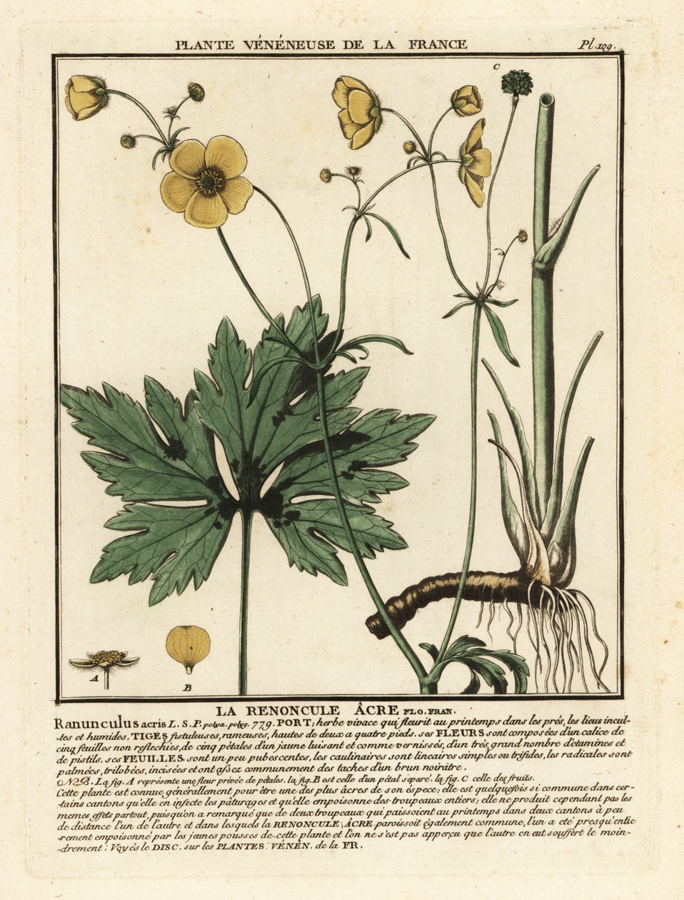 Renoncule âcre, Ranunculus acris - Unbekannter Künstler