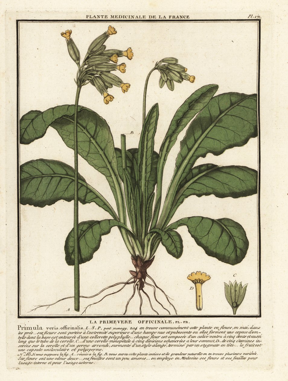 Coucou ou primevère officinale, Primula veris - Unbekannter Künstler
