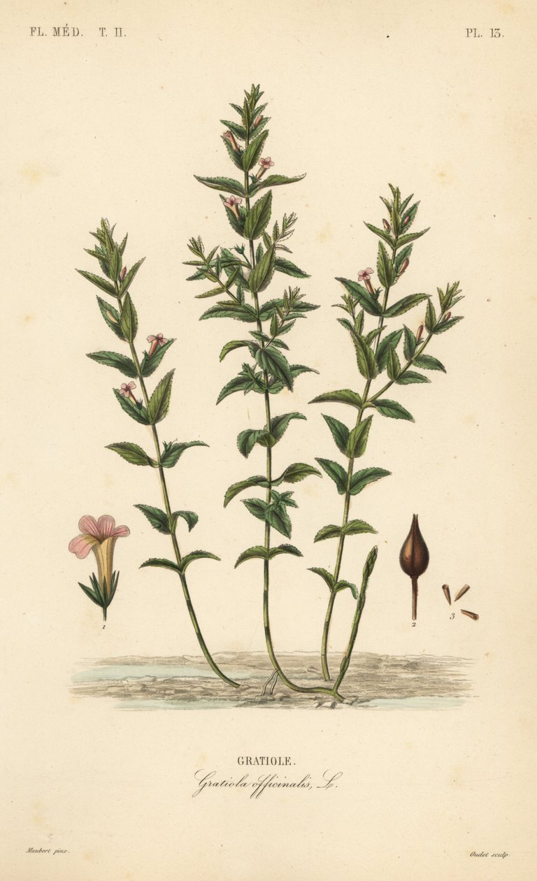 Gratiole, Gratiola officinalis - Unbekannt