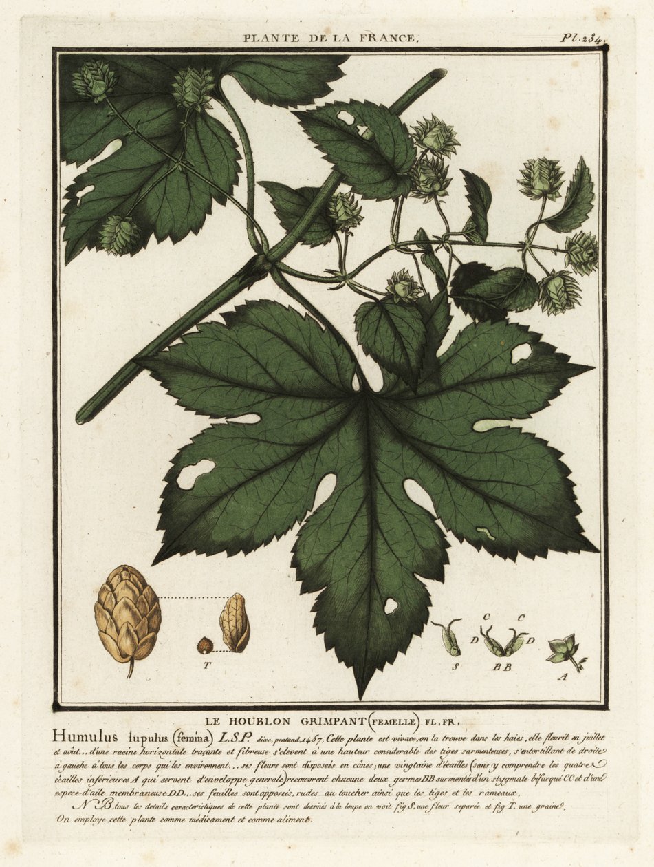 Houblon commun, Humulus lupulus - Unbekannter Künstler
