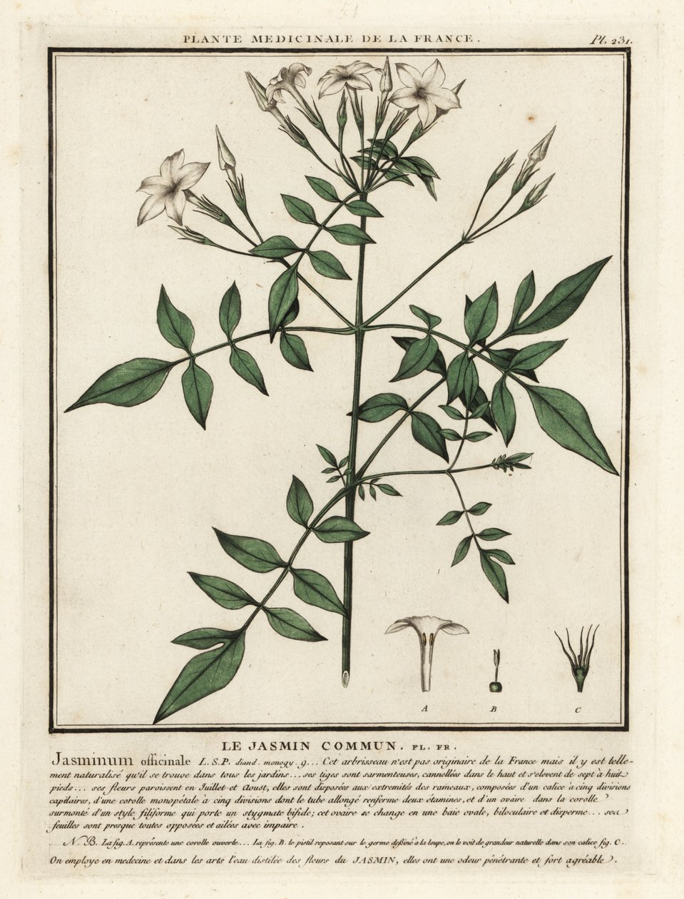 Jasmin commun, Jasminum officinale - Unbekannter Künstler