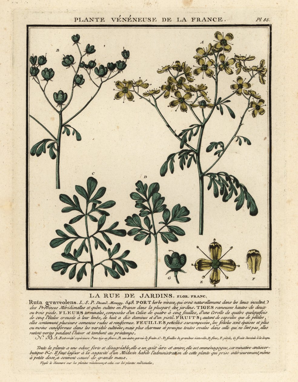 Rue officinale, Ruta graveolens - Unbekannter Künstler