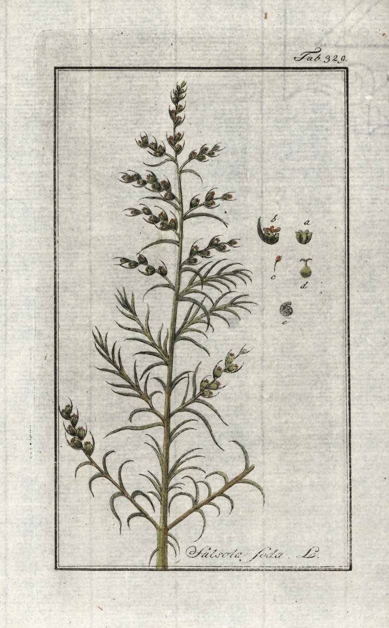 Soda commun (Salsola soda). Lithographie de « Afbeelding der Artseny-Gewassen » par Johannes Zorn (1739-1799), Pays-Bas - Unbekannter Künstler