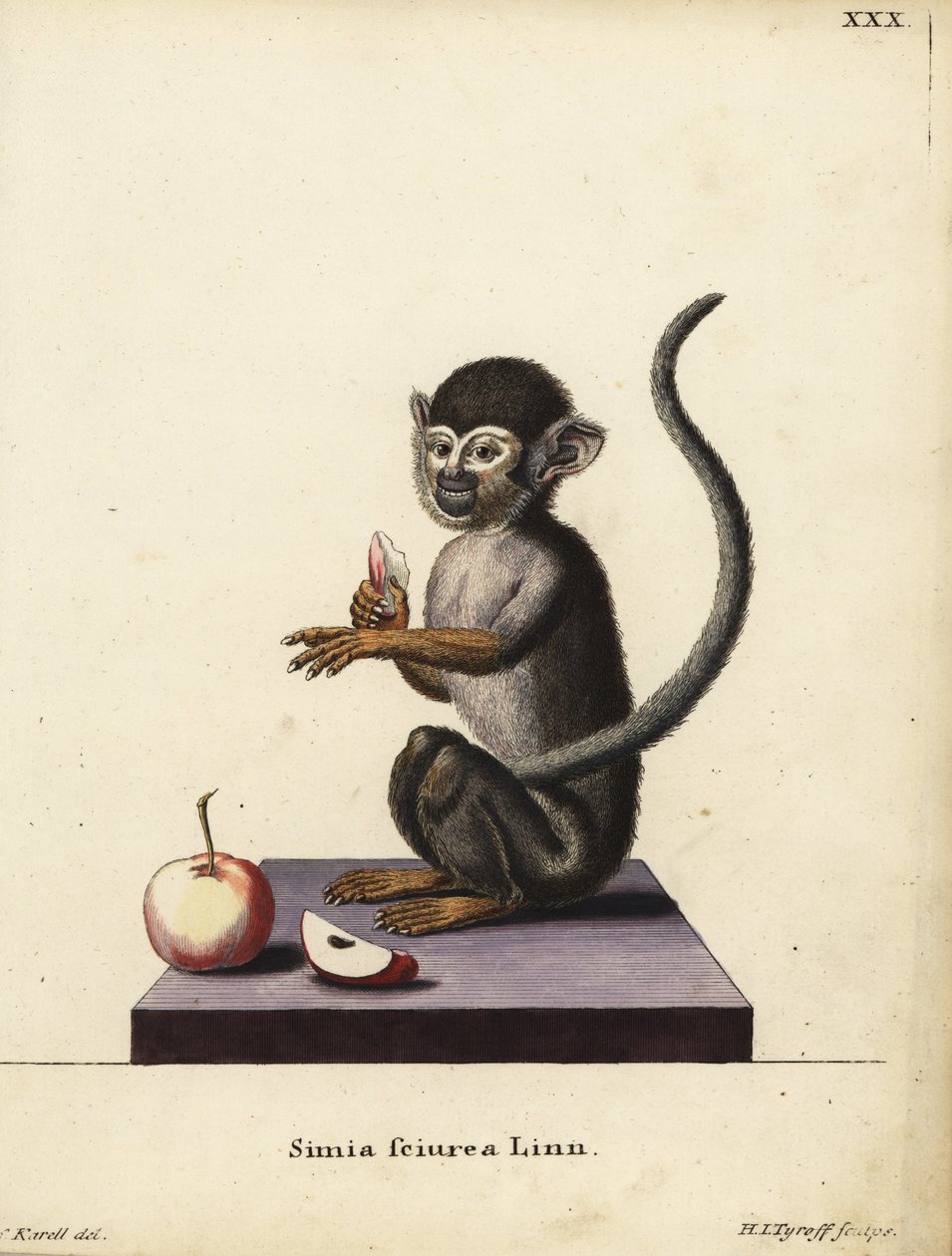 Singe écureuil commun, Saimiri sciureus. Simia sciurea Linn. Illustration d