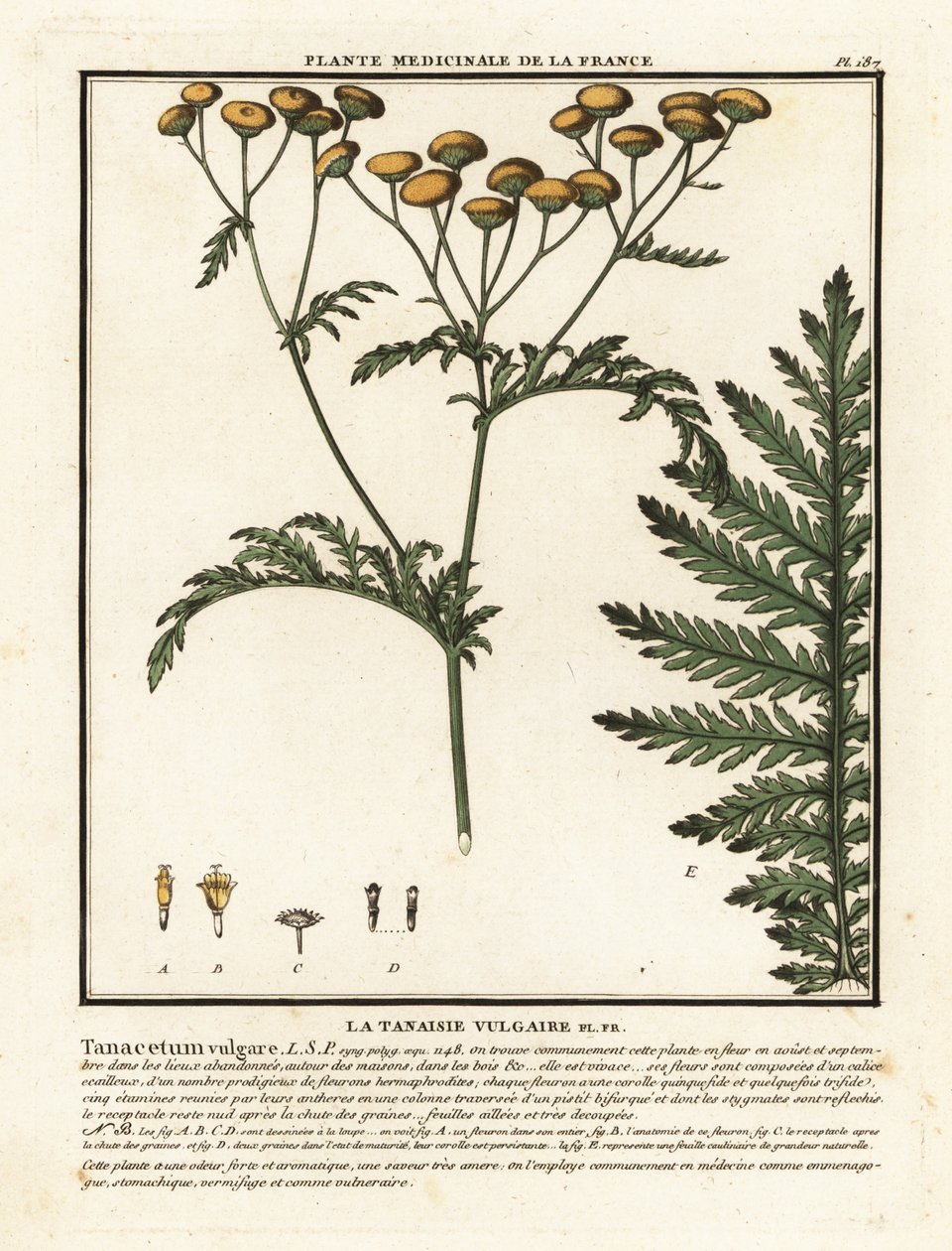 Tanaisie commune, Tanacetum vulgare - Unbekannter Künstler