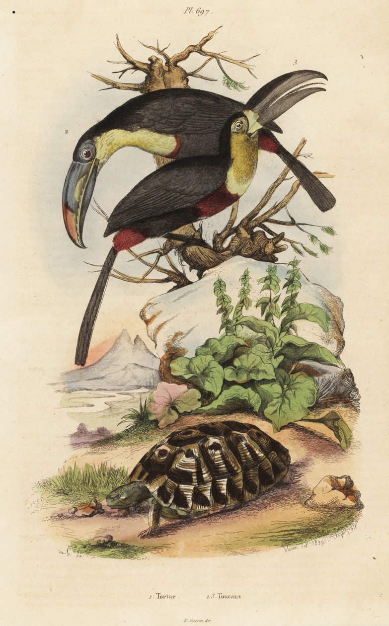 Tortue, Toucans - Unbekannt