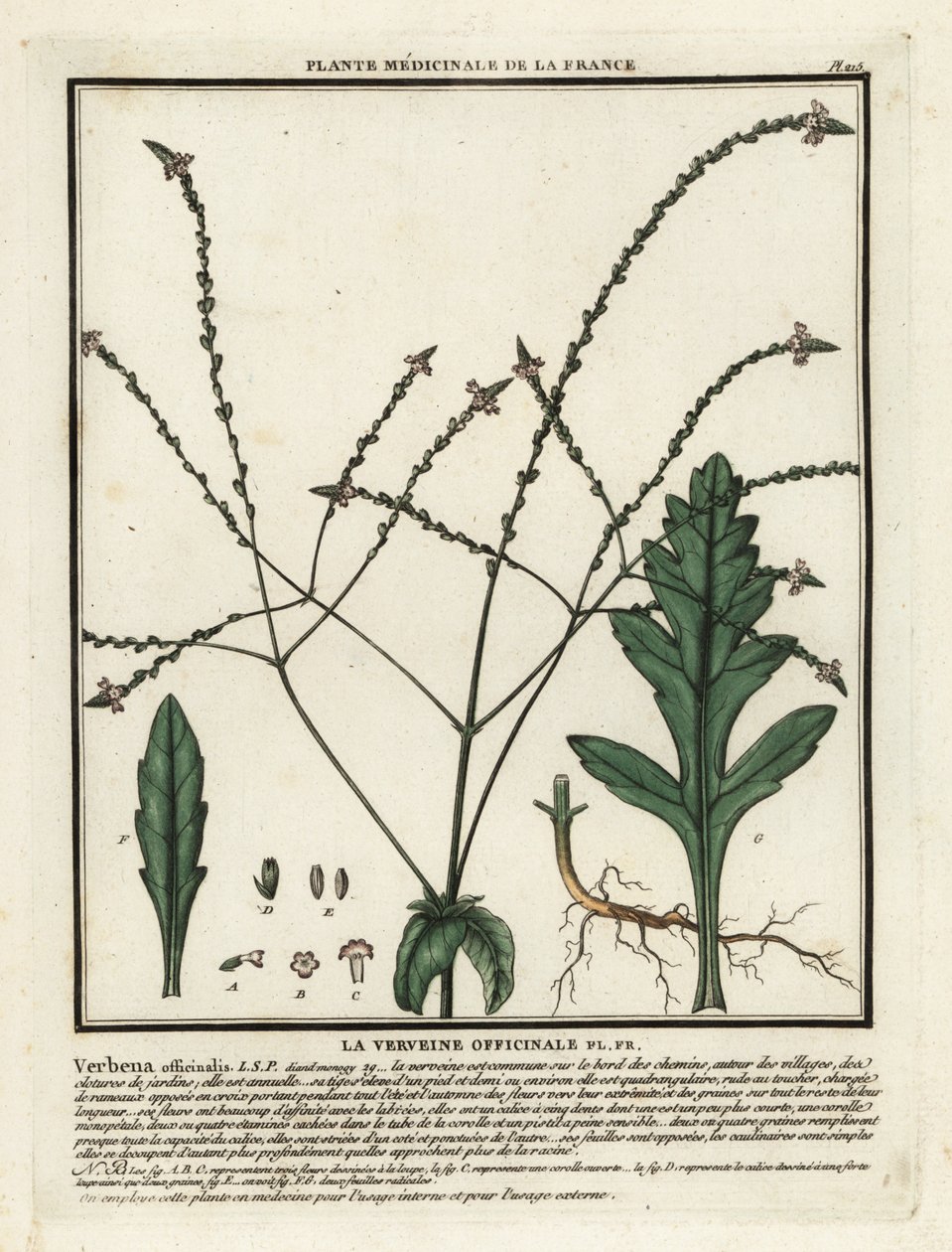 Verveine officinale, Verbena officinalis - Unbekannter Künstler