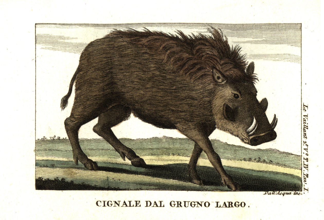 Phacochère commun, Phacochoerus africanus. De François Le Vaillant - Unbekannter Künstler