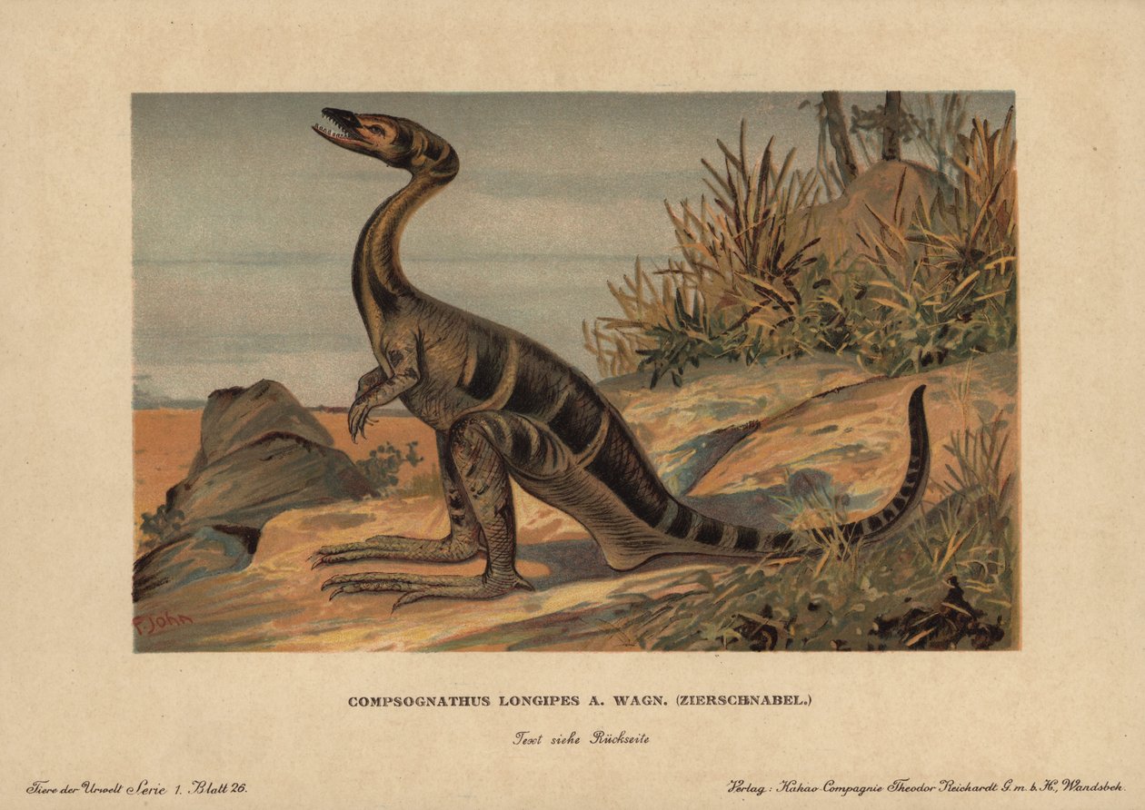 Compsognathus longipes, un genre de petits dinosaures bipèdes du Jurassique carnivore - Unbekannter Künstler