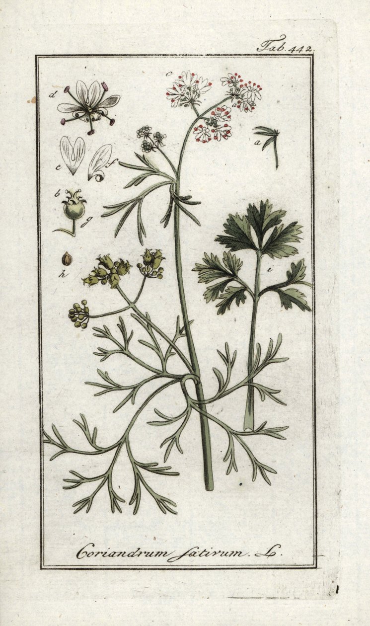 Coriandre (Coriandrum sativum) - Unbekannter Künstler