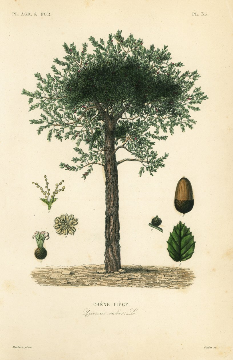 Chêne-liège, Quercus suber - Unbekannt