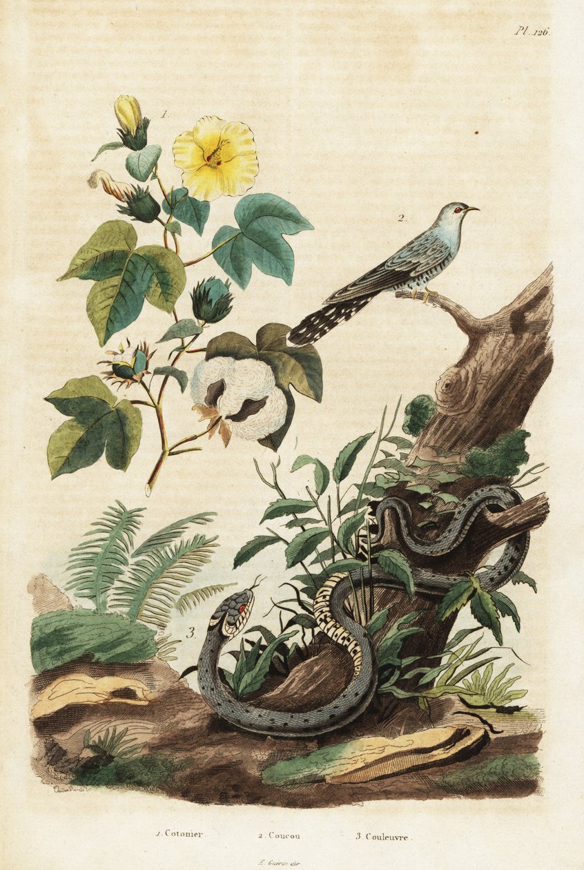 Coton, coucou et serpent d