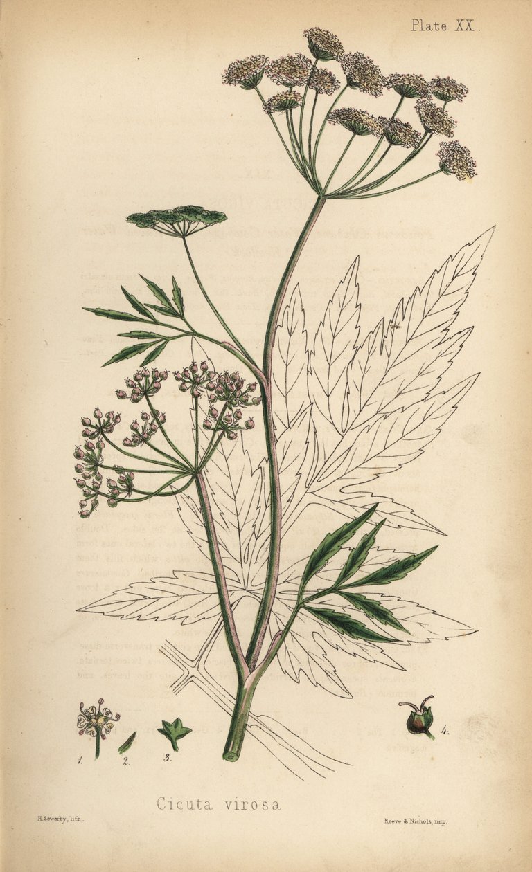 Ciguë aquatique, Cicuta virosa. Lithographie en couleur par Henry Sowerby de Flora Homeopathica d