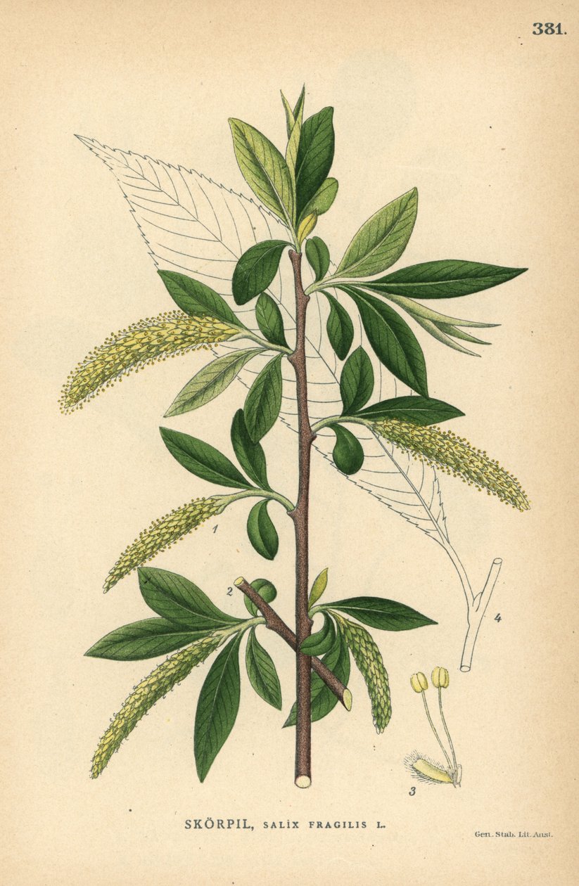 Saule fragile, Salix fragilis - Unbekannter Künstler