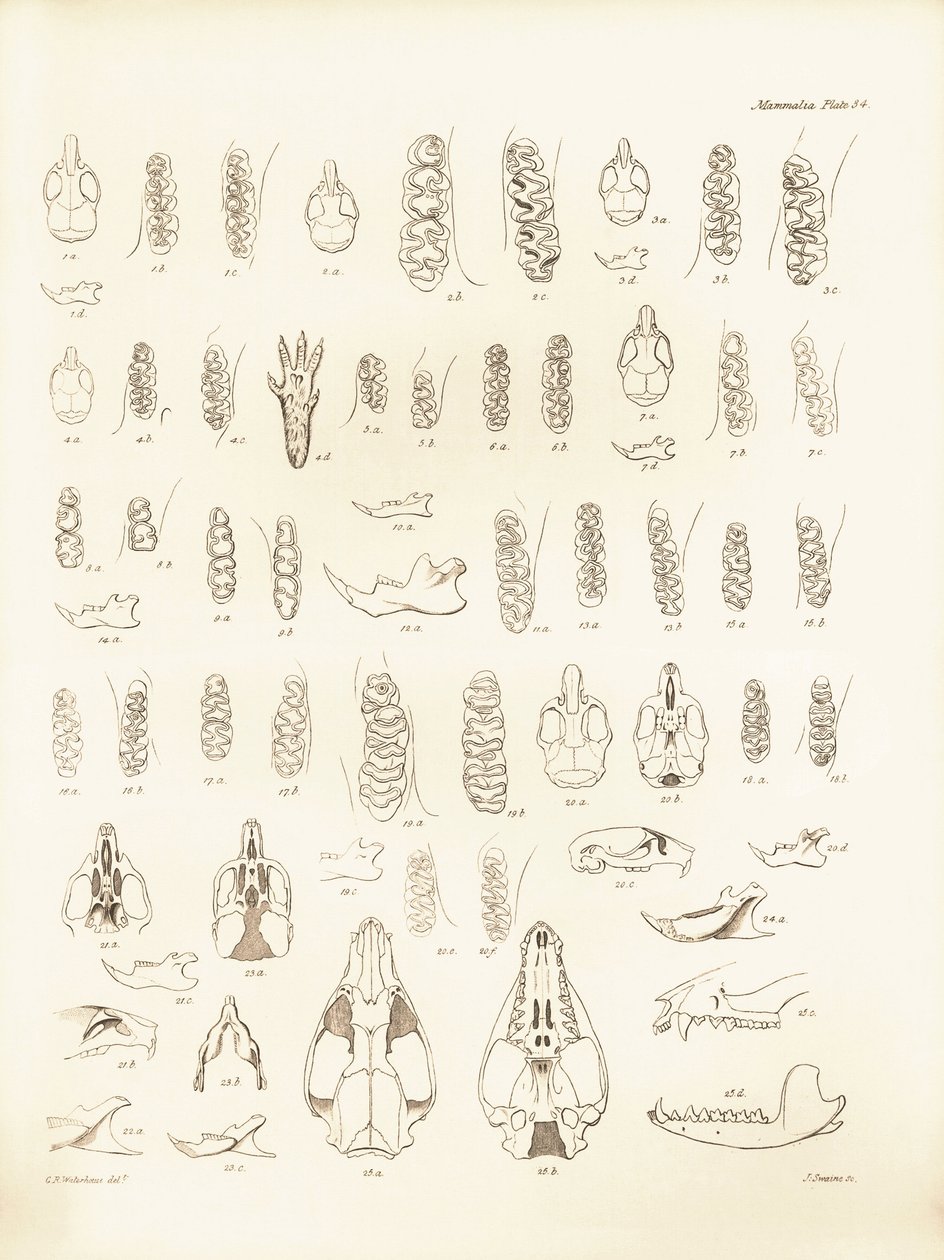 Grues et dents de divers types de rongeurs décrits par Charles Darwin lors de son voyage d
