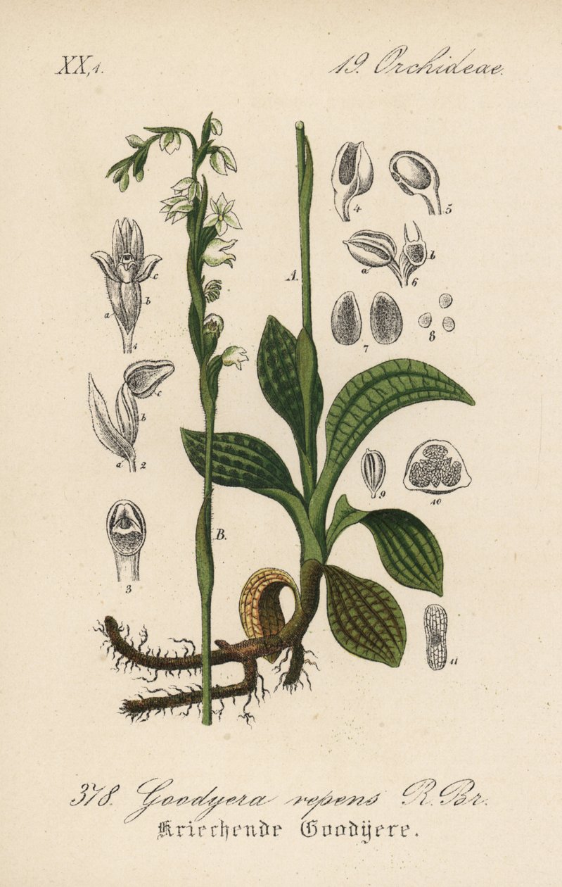 Goodyera rampante - Tresses de dame rampantes, Goodyera repens. Lithographie en couleur de la Flora von Deutschland de Diederich von Schlechtendal, Iéna - Unbekannter Künstler