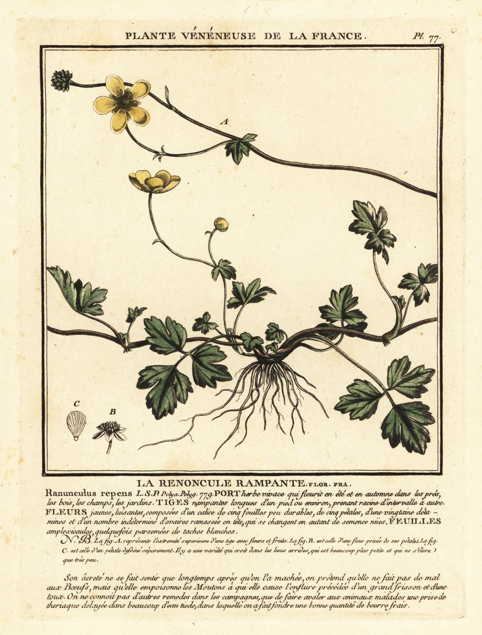 Renoncule rampante, Ranunculus repens - Unbekannter Künstler