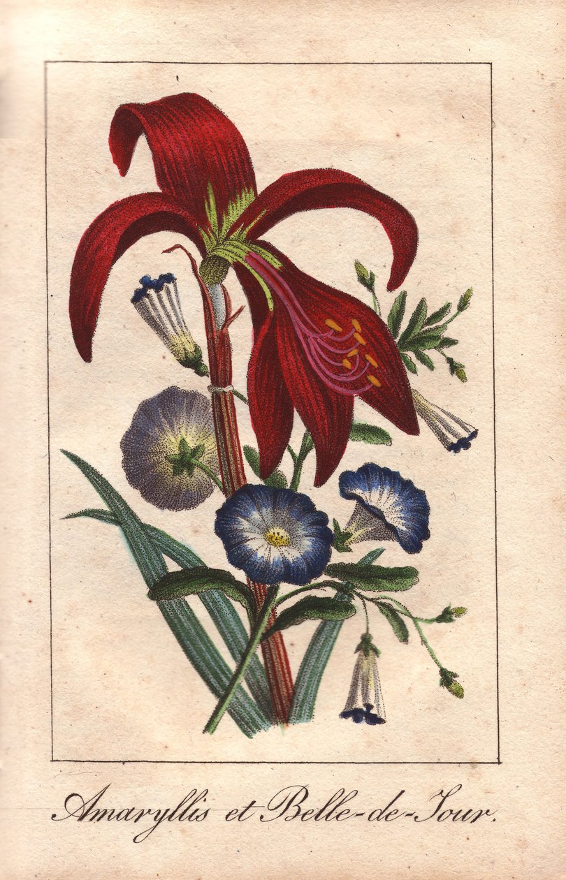 Amaryllis cramoisi et gloire du matin naine, Hippeastrum et Convolvulus tricolor - Unbekannter Künstler