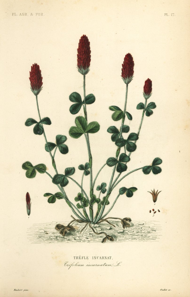 Trèfle incarnat, Trifolium incarnatum - Unbekannt