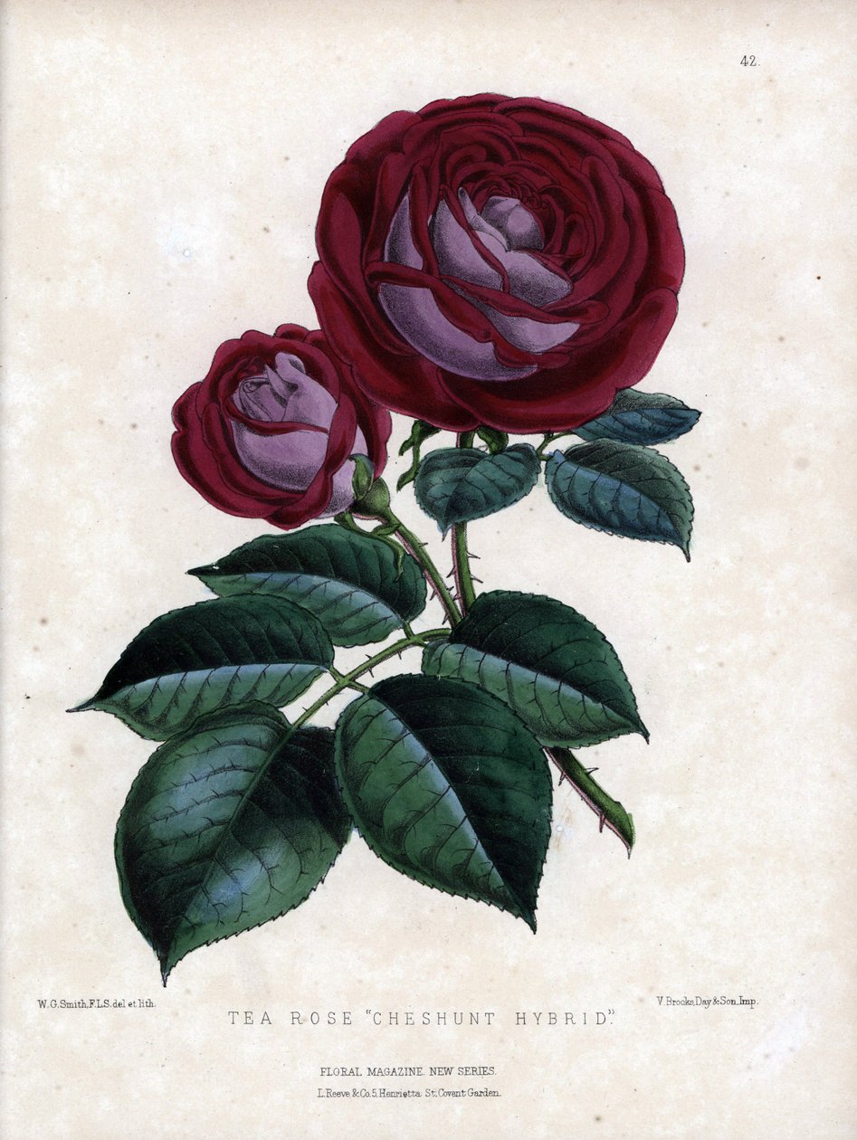 Rose hybride rose et pourpre. Variété hybride du thé, cultivée en serre, type Rose de Chine. Lithographie par Worthington G.Smith (1835-1917), publiée dans Floral Magazine - Unbekannter Künstler