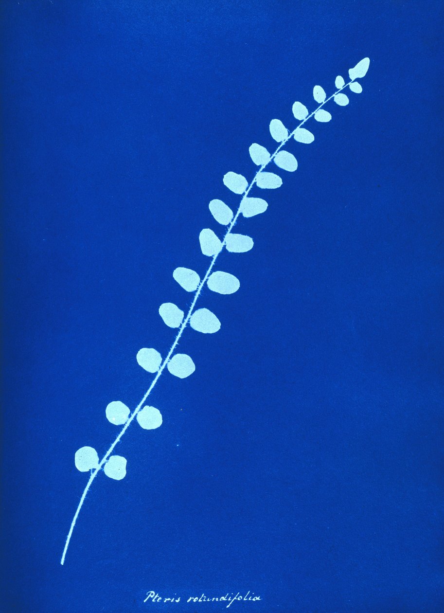 Cyanotype de fougère britannique - Unbekannt